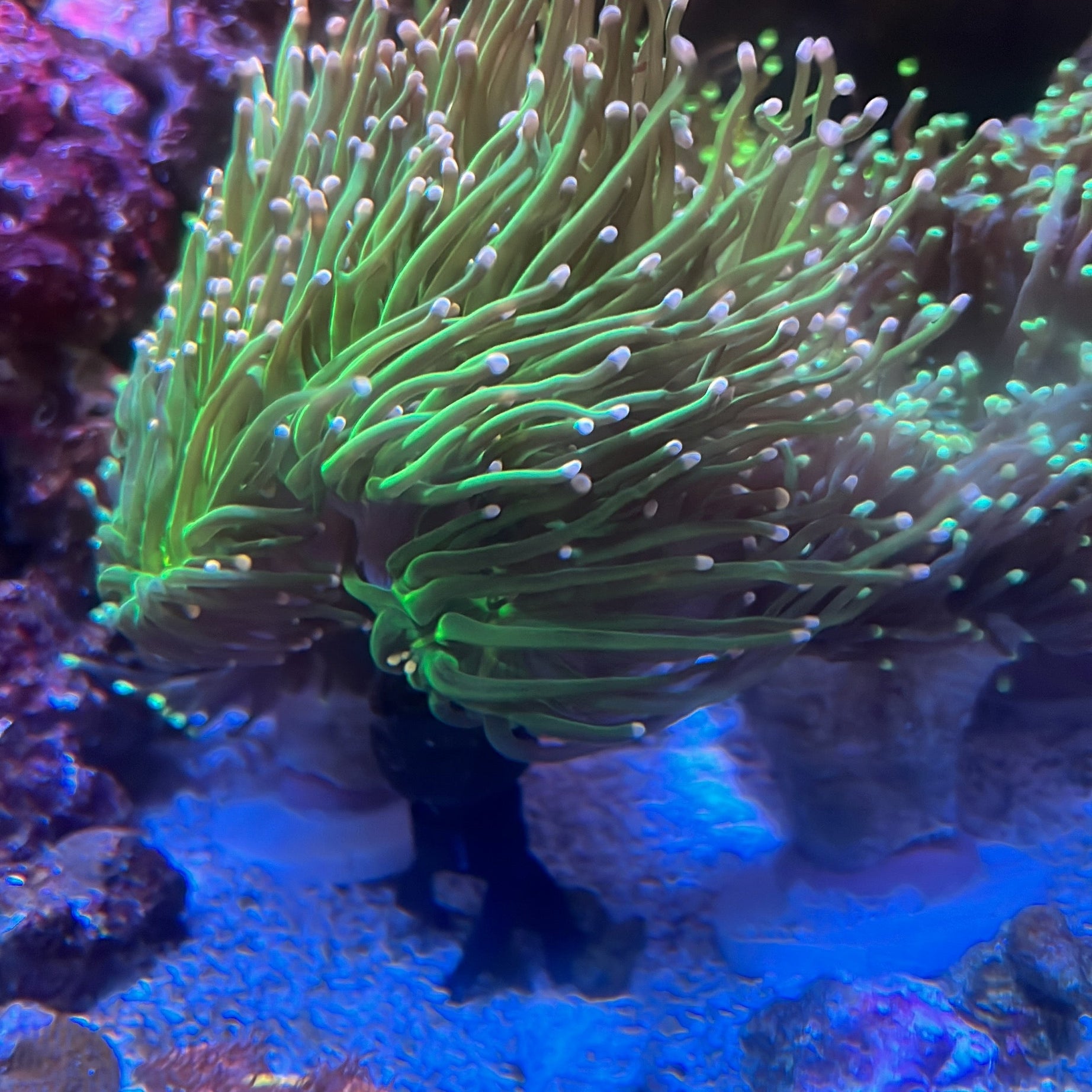 Coral Frag Plug Sand Stands - Set of 5