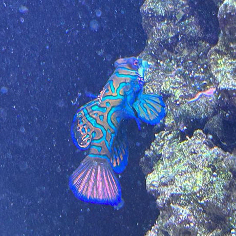 Magnetic Mandarin Dragonet Fish Feeder Kit