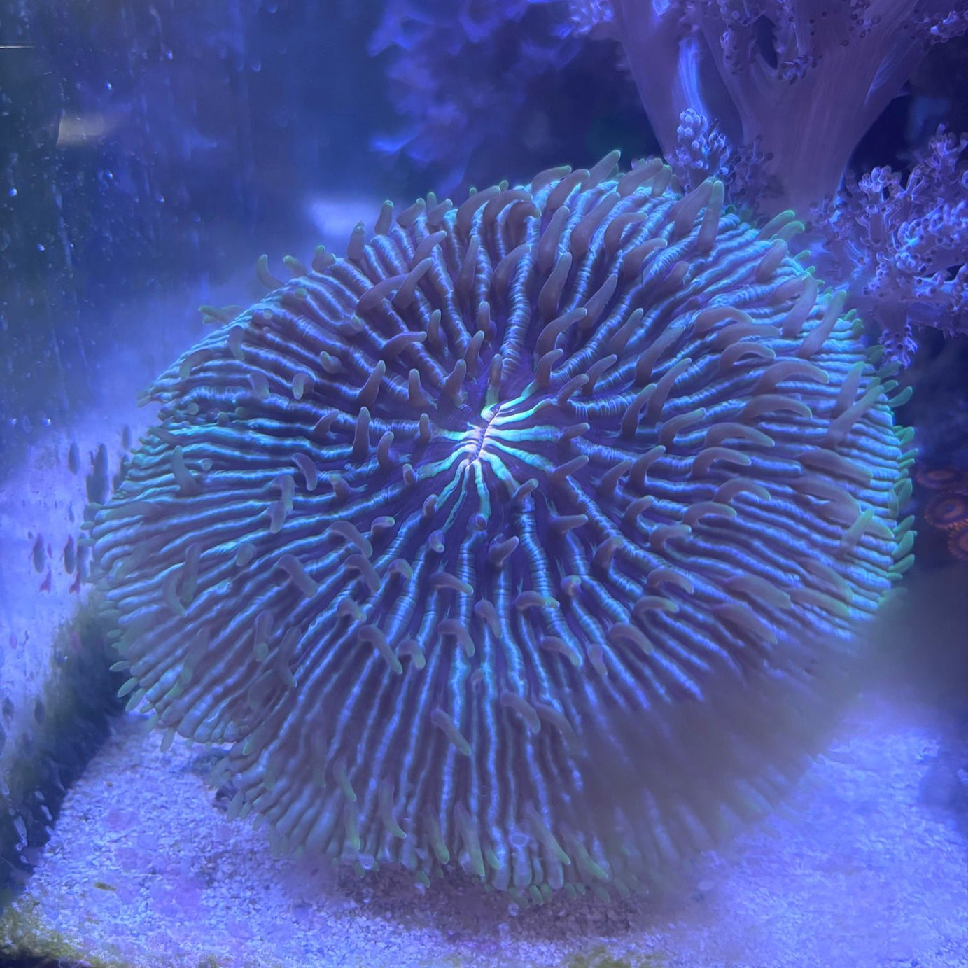 Scoly Stands for Scolymia Corals