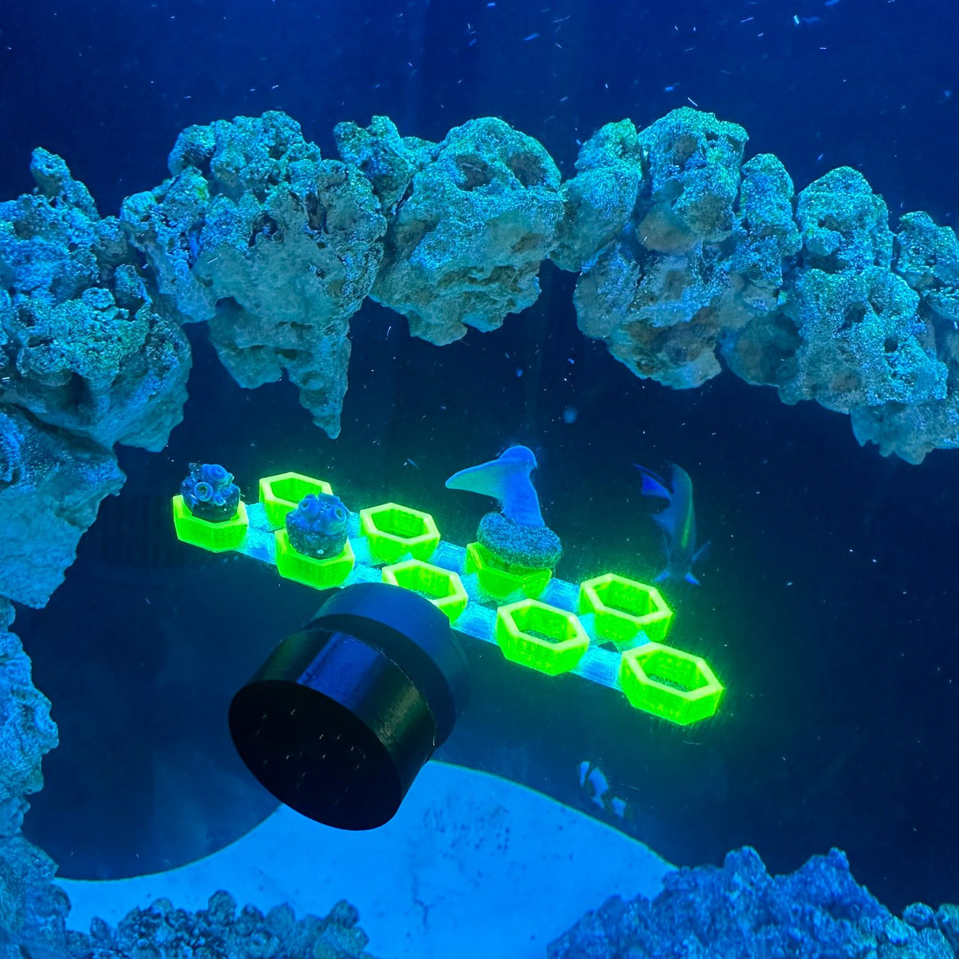 FragLoc™ - Magnetic Coral Frag Rack Kit