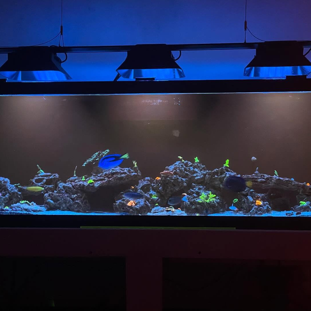 Ecotech Marine Radion XR15 G3, G4, G5 & G6 PRO Light Shade