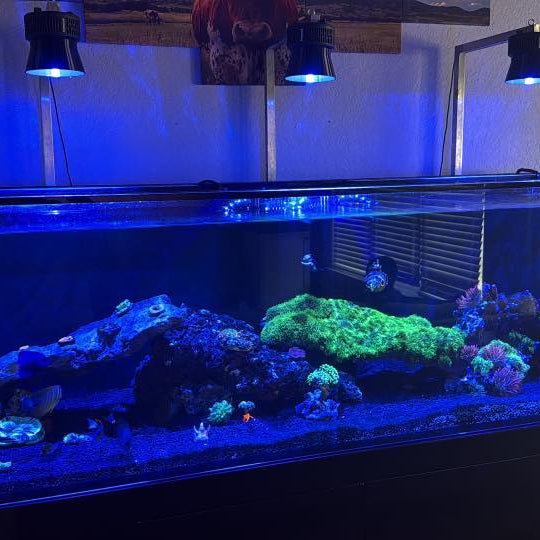 Kessil A360X/XE Light Shade