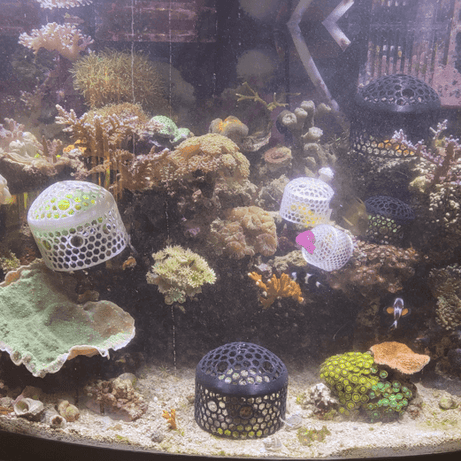 Coral Feeder Cage