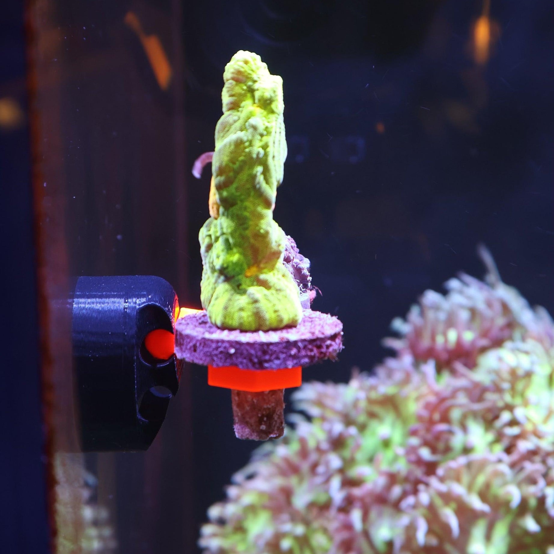 FragLoc™ - Magnetic Coral Frag Rack Kit