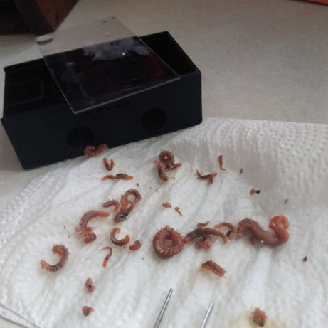Bristle Worm Trap
