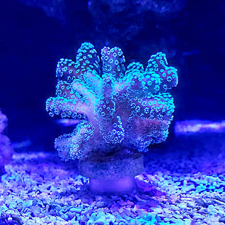 Coral Frag Plug Sand Stands - Set of 5