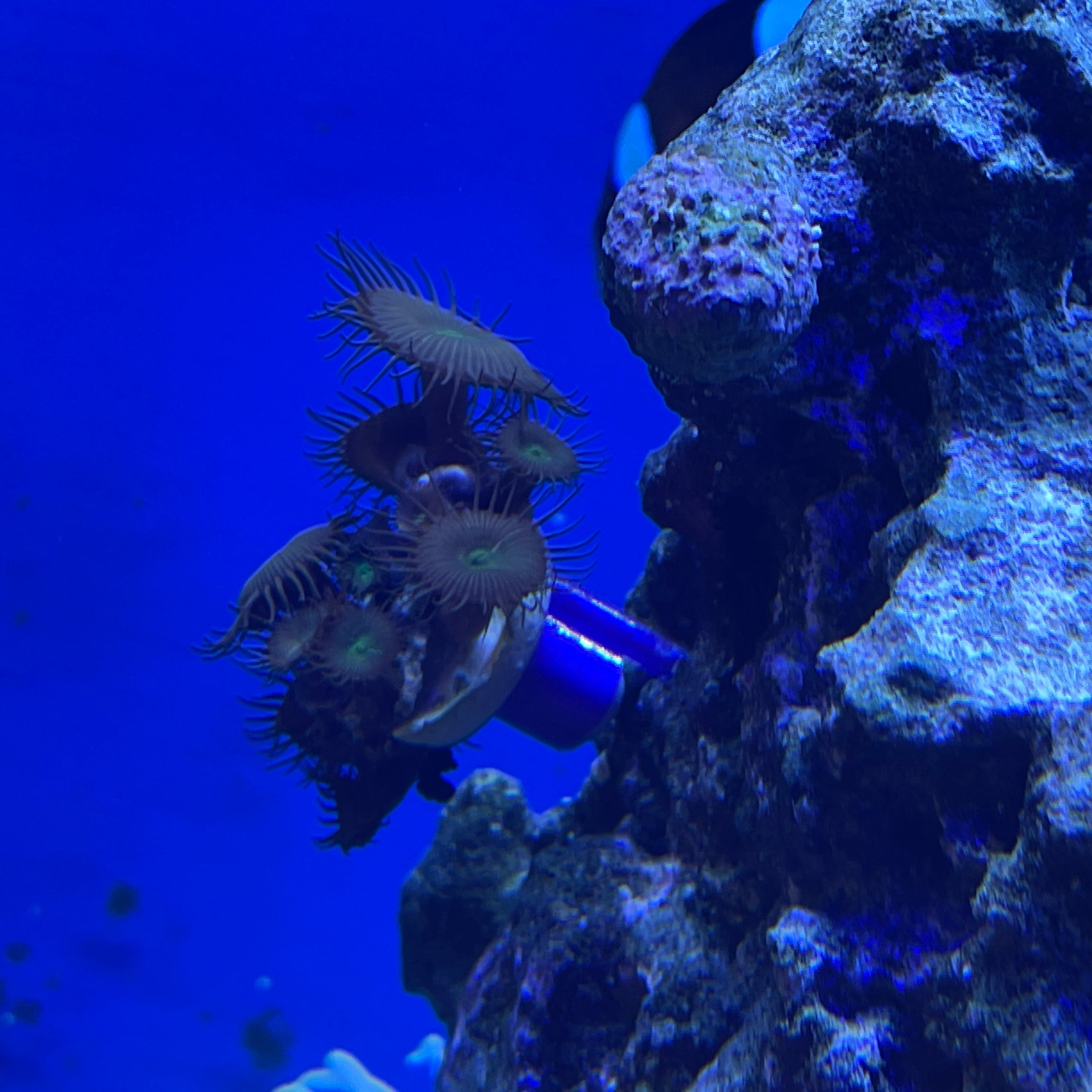 Coral Plug Rock Holders - Set of 10